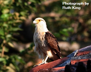 Caracara